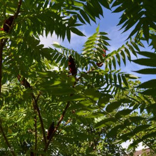 Neophyten – im Garten und in der Naturlandschaft