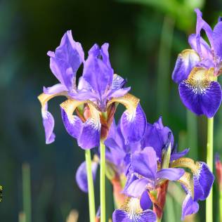Iris sibirica, Schwertlilie, Garten auf Augenhöhe