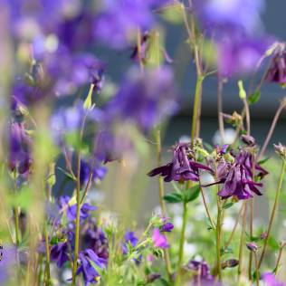 Aquilegia atrata, Schwarzviolette Akelei, Garten auf Augenhöhe