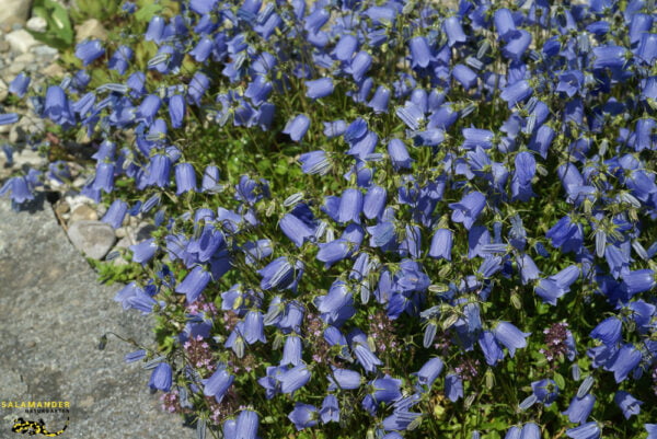 Kraft der Farben Blau Zwerg Glockenblume Campanula cochlerifolia