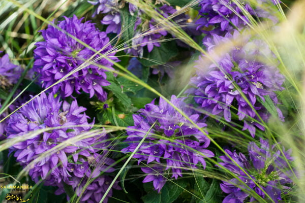 Kraft der Farben Violett Knäuel Glockenblume Campanula glomerata