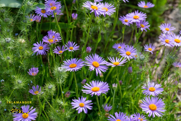 Sommer-Astern (Aster amellus)