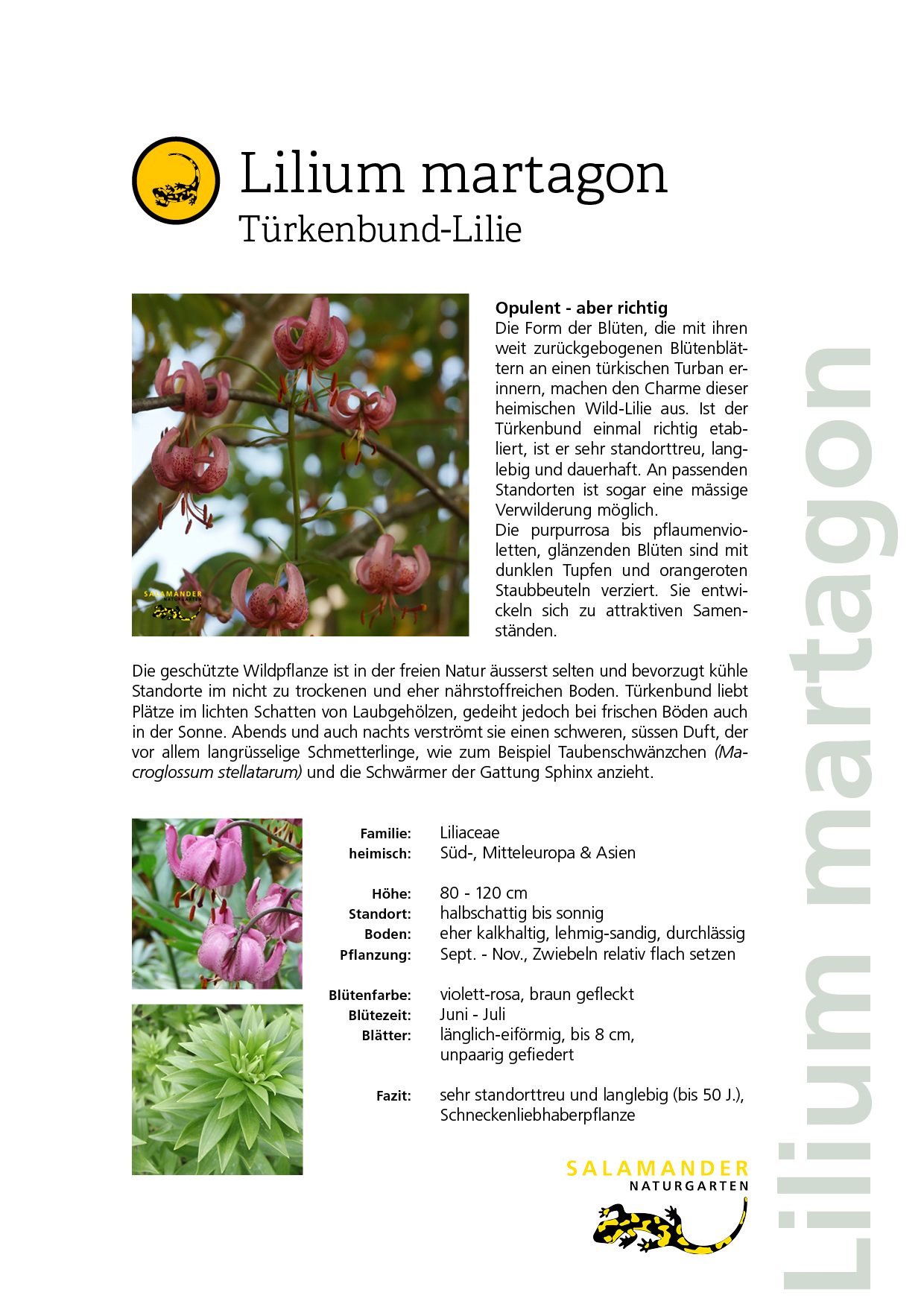 Lieblingspflanzen Naturgarten Biodiversität Lilium martagon Türkenbund-Lilie