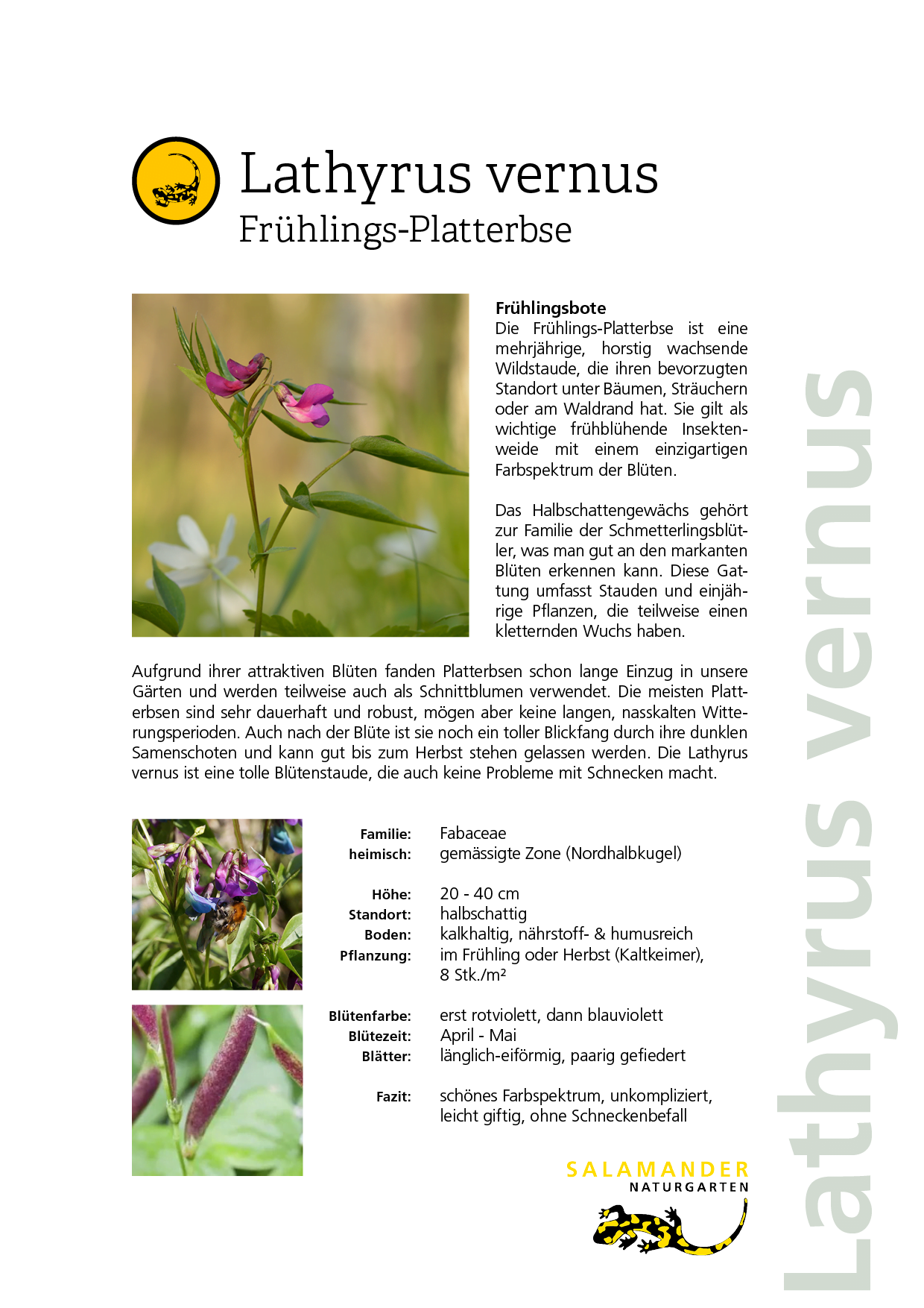 Lieblingspflanzen Naturgarten Biodiversität Lathyrus vernus Frühlings-Platterbse