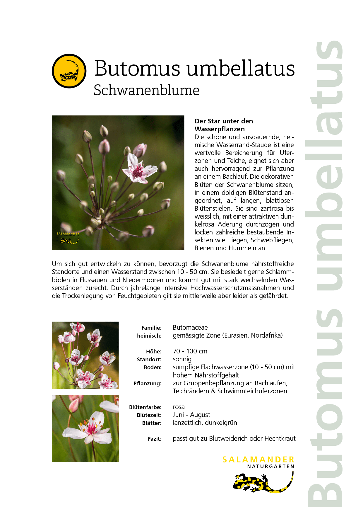 Lieblingspflanzen Naturgarten Biodiversität Butomus umbellatus Schwanenblume