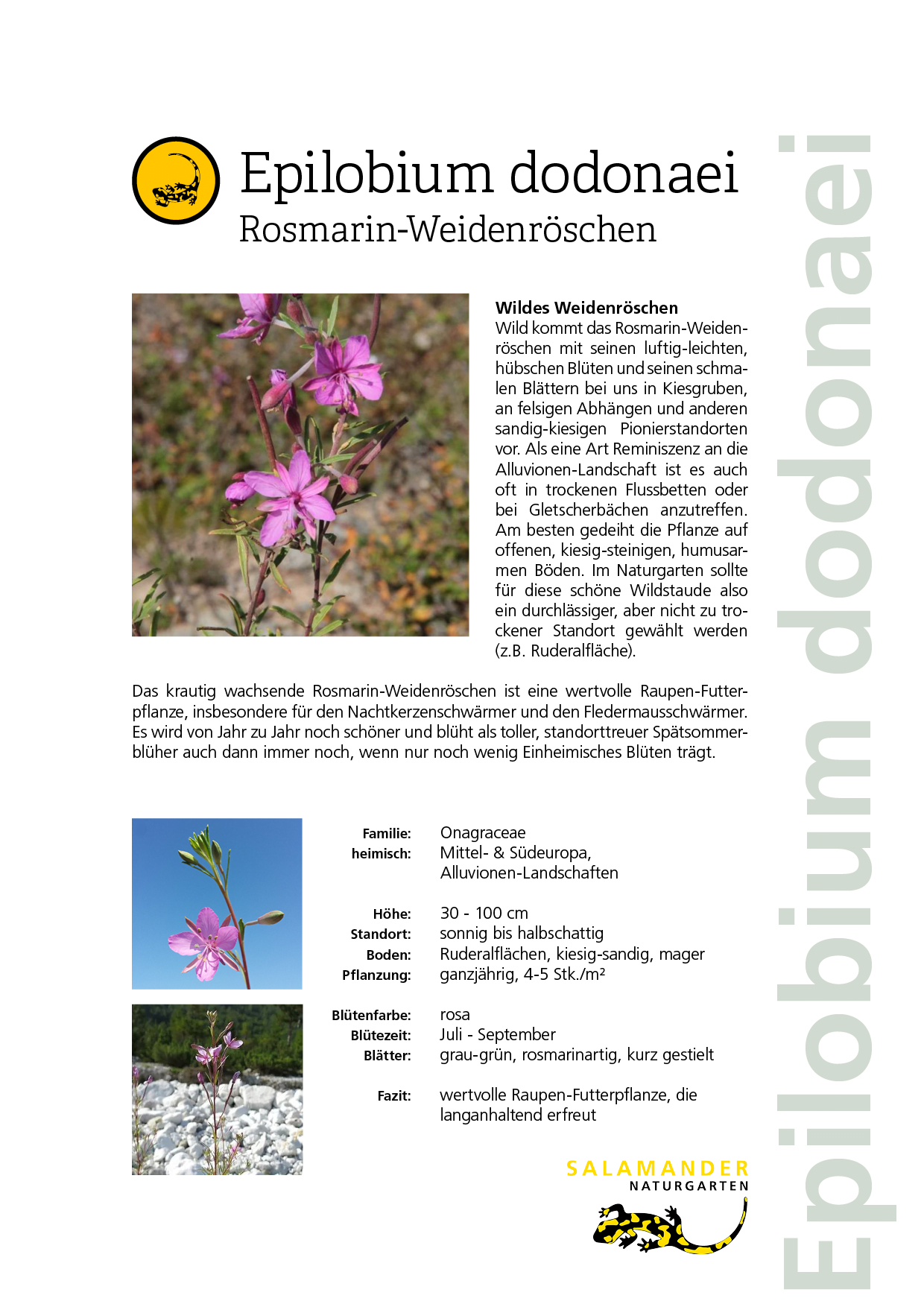 Lieblingspflanzen Naturgarten Biodiversität Epilobium dodonaei Rosmarin-Weidenröschen