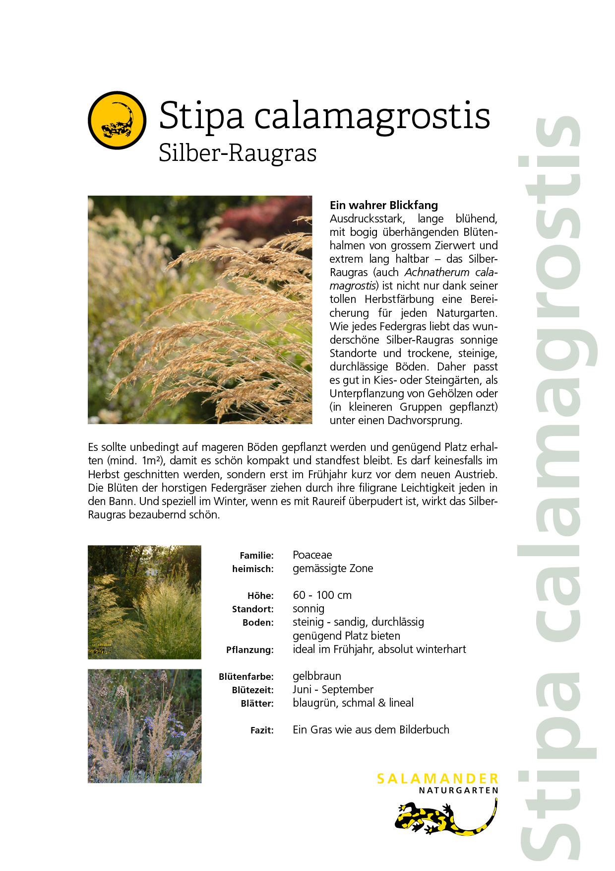 Lieblingspflanzen Naturgarten Biodiversität Stipa Achnatherum calamagrostis Silberährengras Silber-Raugras Federgras