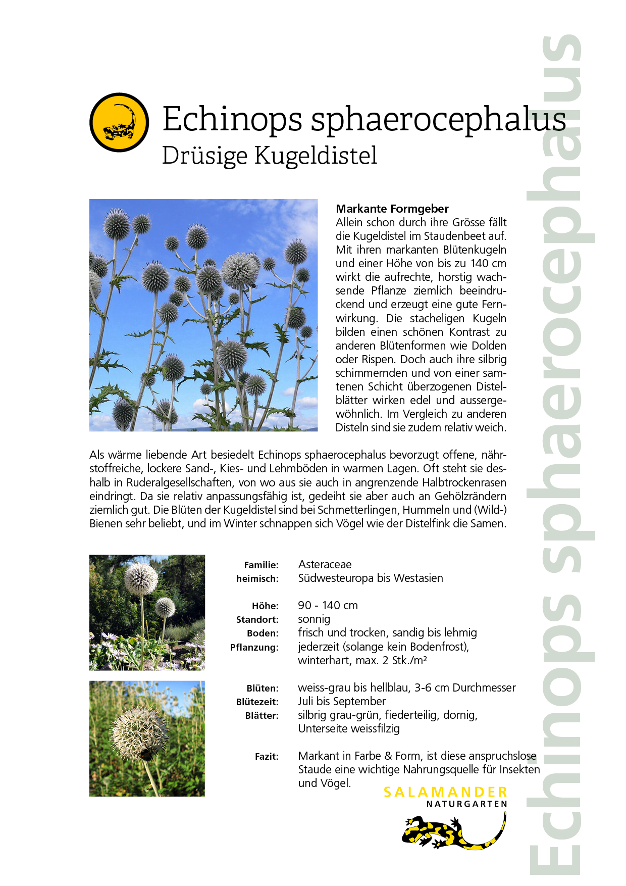 Lieblingspflanzen Naturgarten Biodiversität Echinops sphaerocephalon Drüsige Kugeldistel Kugel-Distel