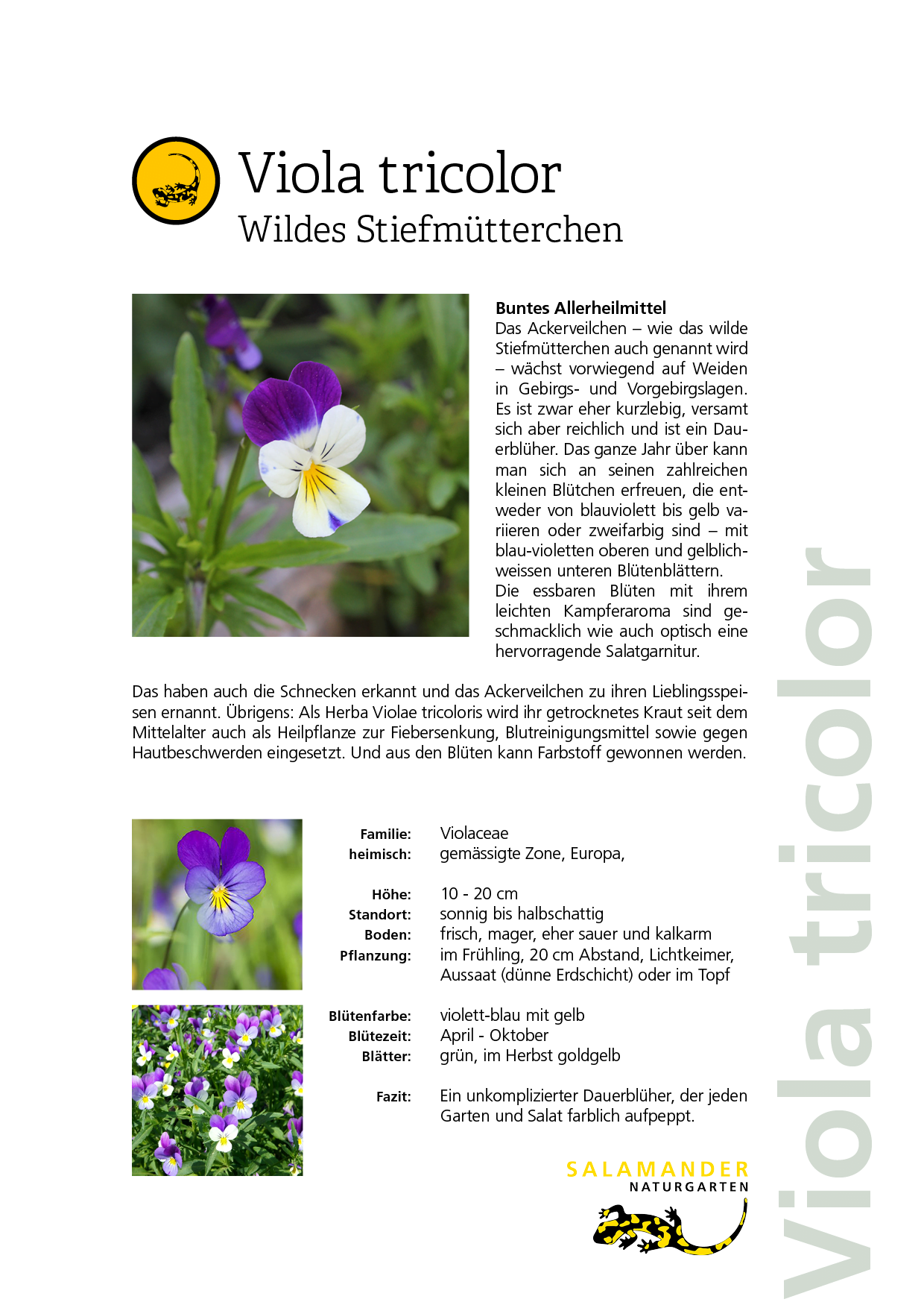 Lieblingspflanzen Naturgarten Biodiversität Viola tricolor Wildes Stiefmütterchen Ackerveilchen