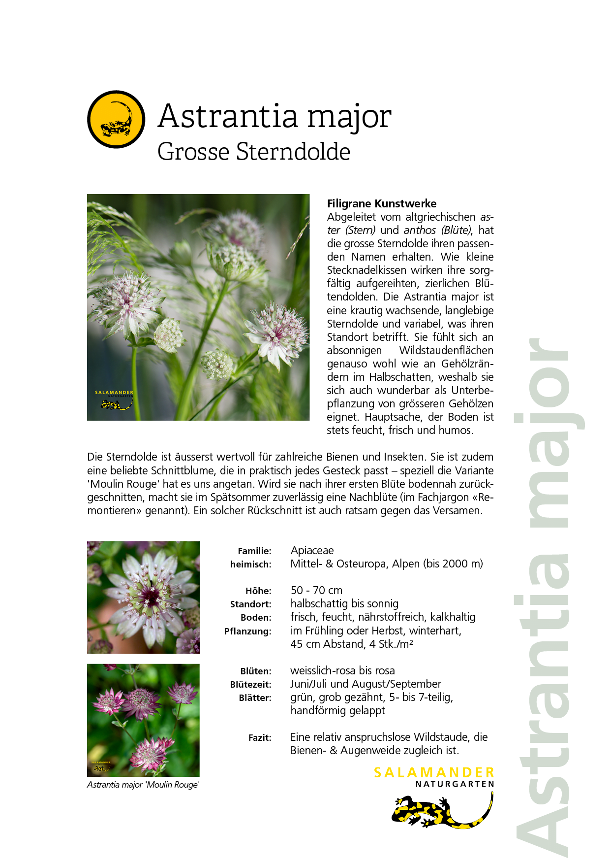 Lieblingspflanzen Naturgarten Biodiversität Astrantia major Grosse Sterndolde