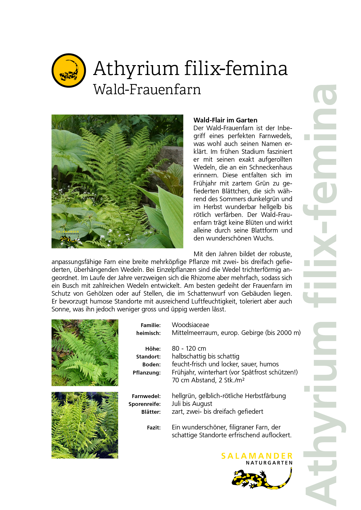 Lieblingspflanzen Naturgarten Biodiversität Athyrium filix-femina Wald-Frauenfarn